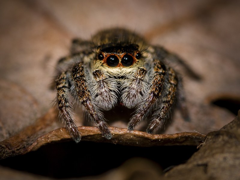 spider jumping spider small spider close macro 4k