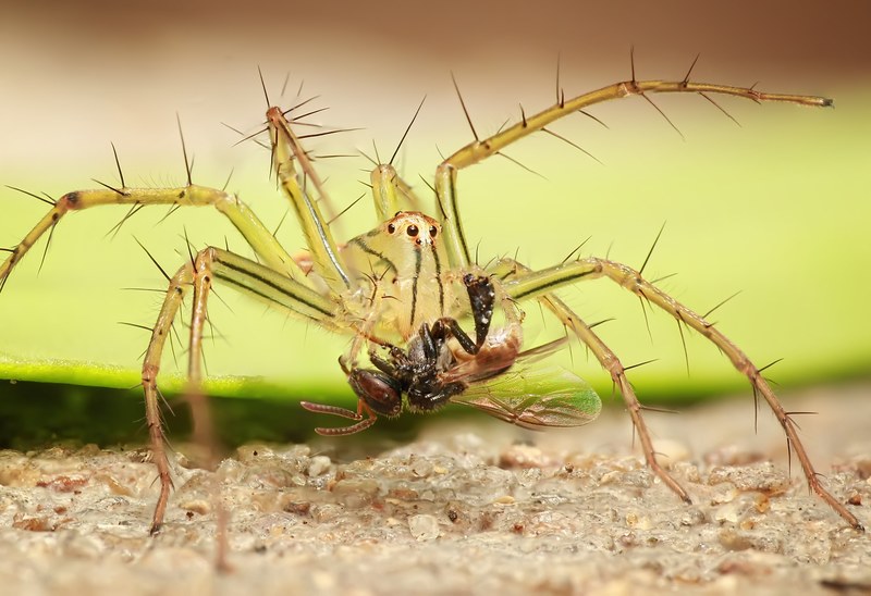 spider insect macro nature arachnid 4k