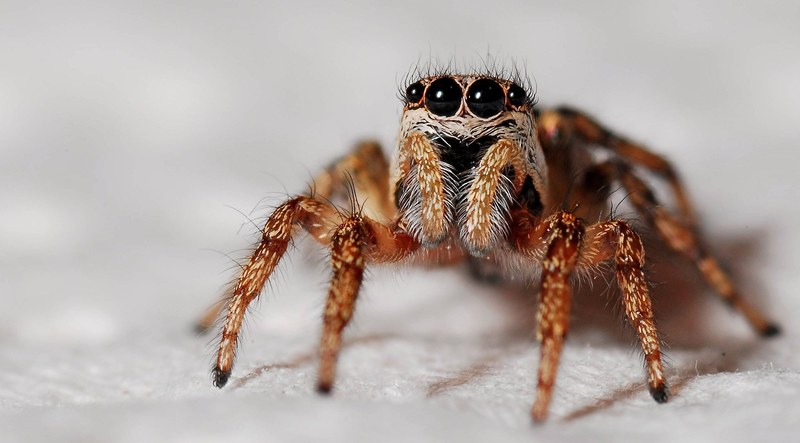 spider macro zebra spider insect arachnid nature 4k