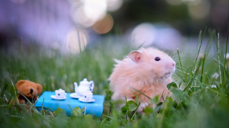 hamster, tea party, game, grass, 4k