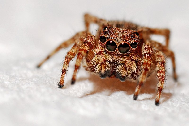 spider macro insect arachnid nature small animal 4k