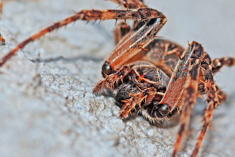 spider arachnid macro insect nature animal bug 4k