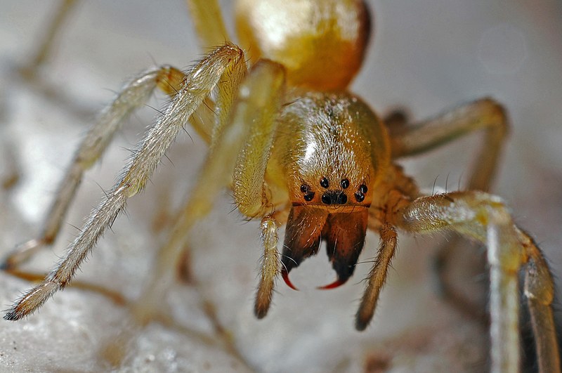 spider arachnid macro nature animal predator bug 4k