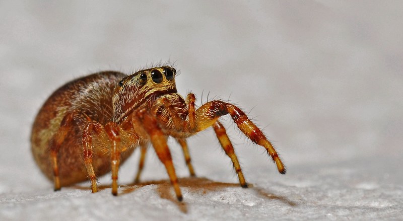 spider arachnid macro insect animal nature 4k