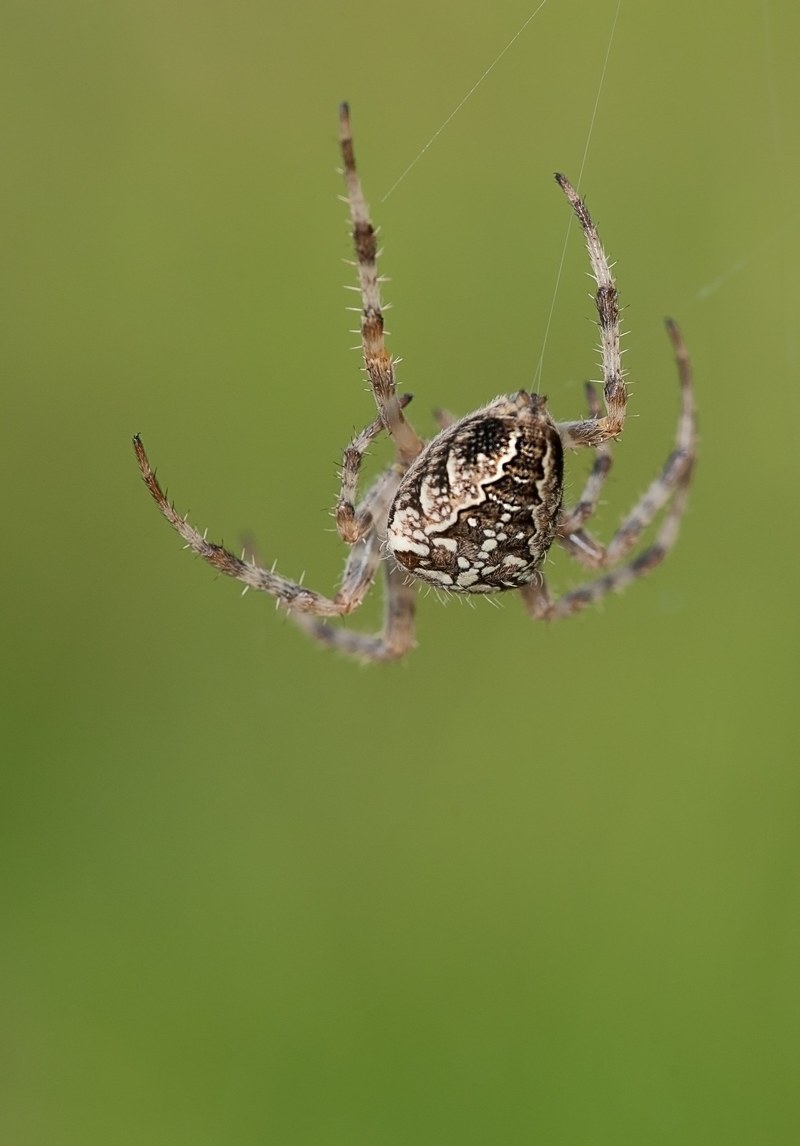 spider cobweb network nature close animal 4k