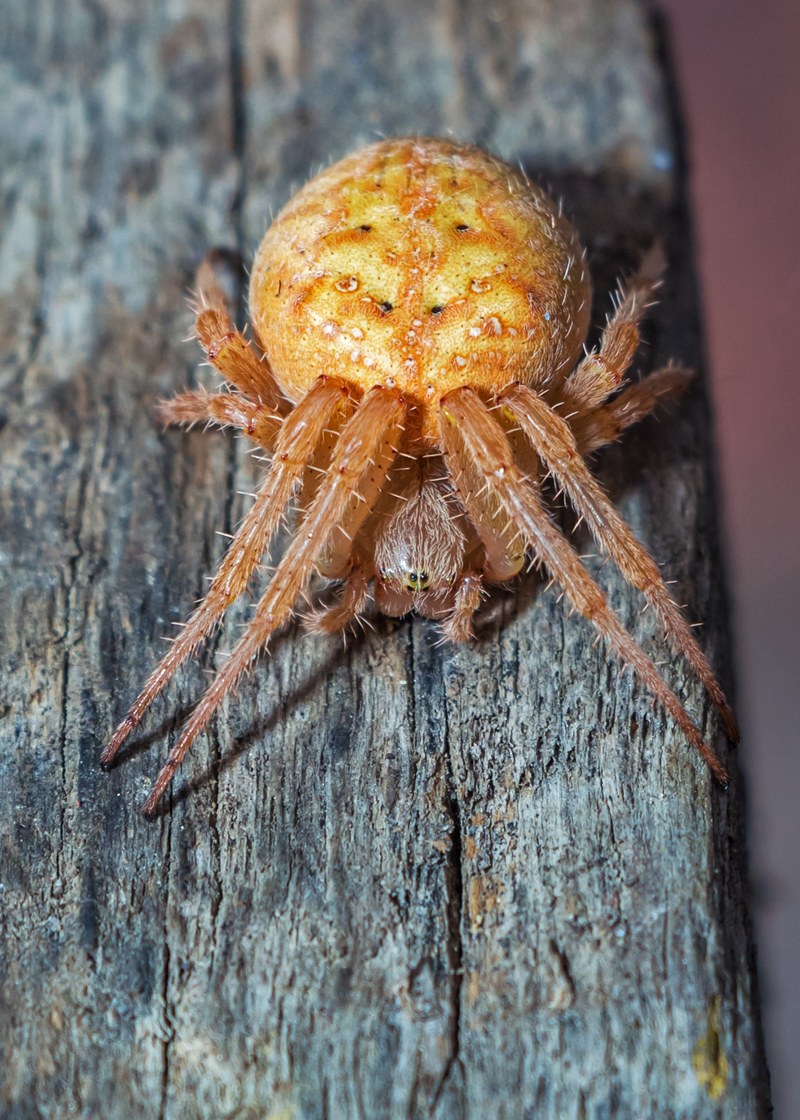 spider with araneidae arachnida arthropods spiders 4k