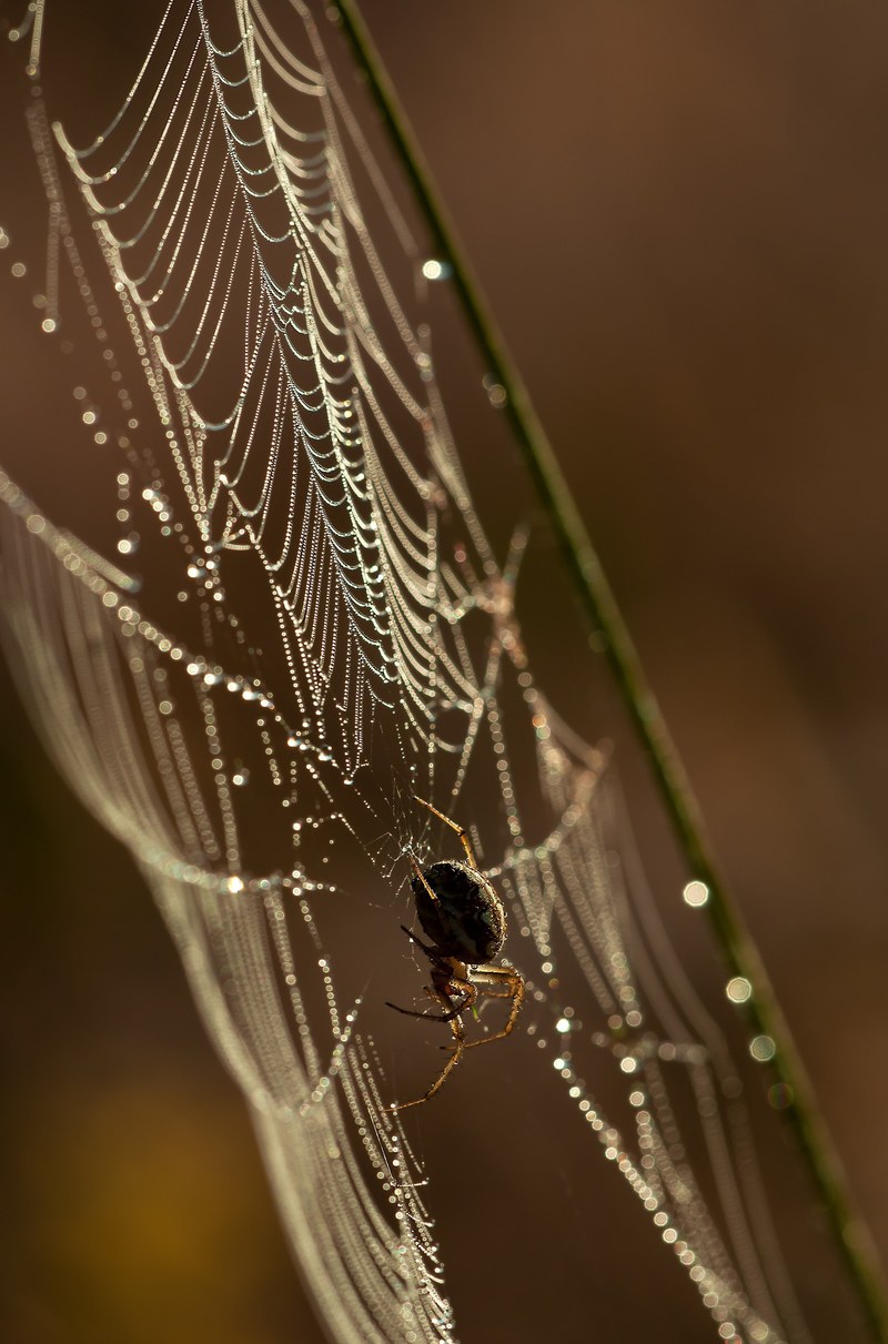 spider network insect nature drop of water 4k