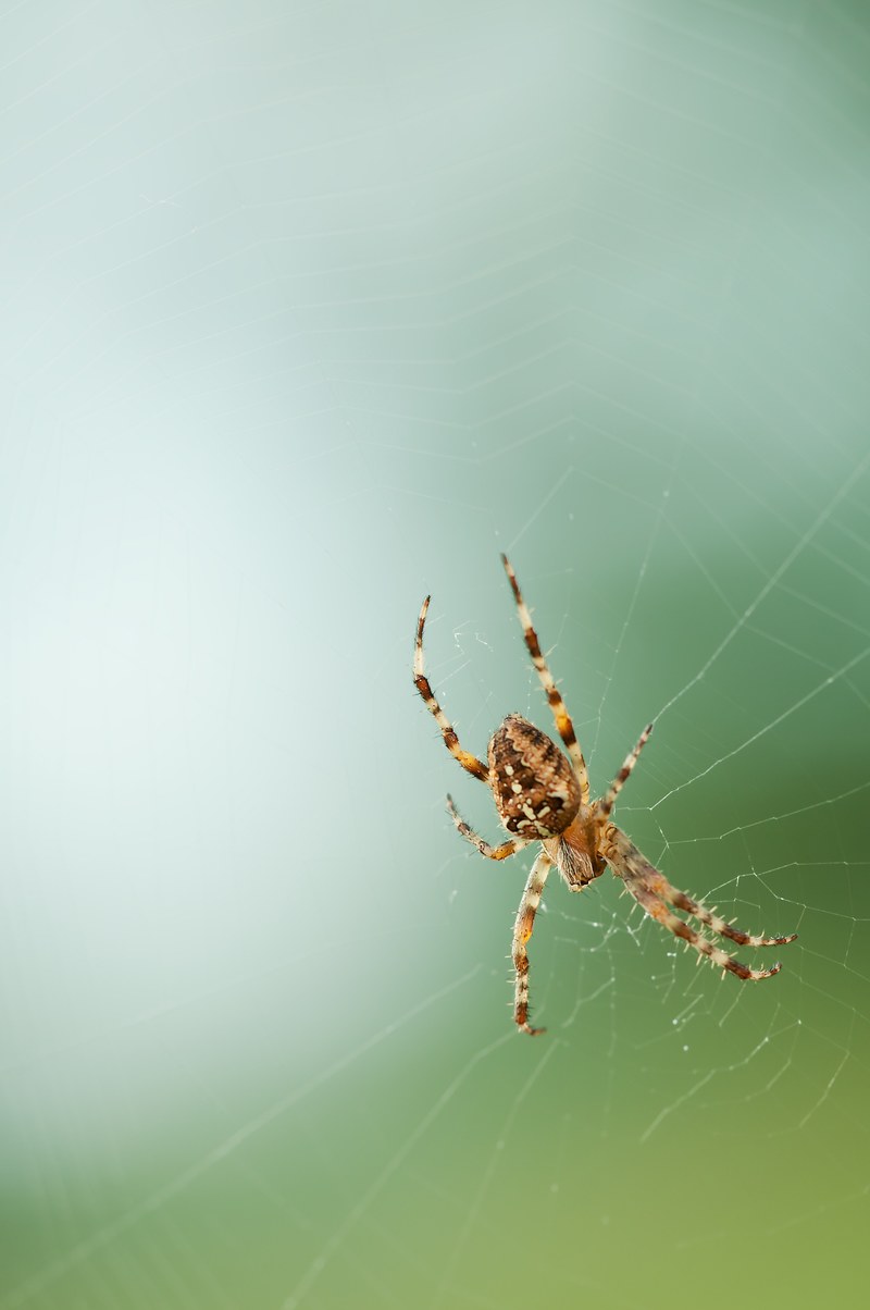 spider network nature 4k
