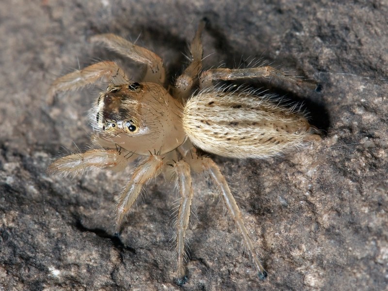 spider jumping spider thiodina puerpera web spider 4k
