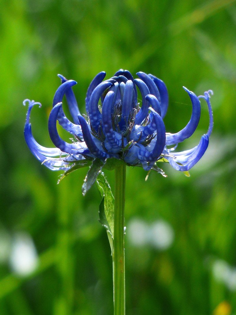 spherical devils claw flower blossom bloom blue 4k