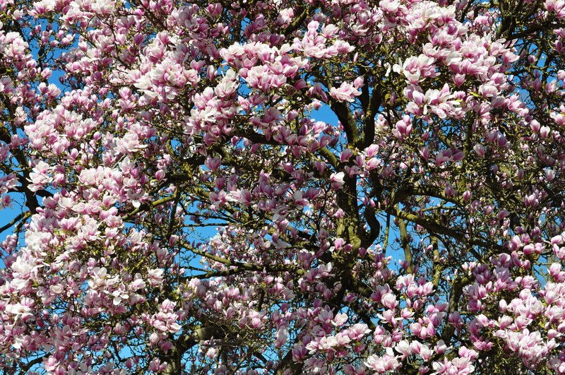 spring blossom bloom garden magnolia tree nature 4k