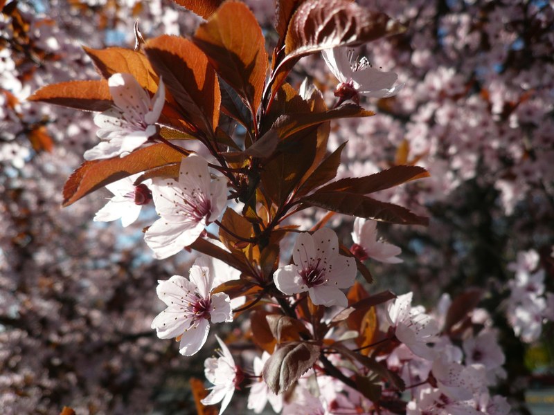 spring flowering tree spring flowers sunshine 4k