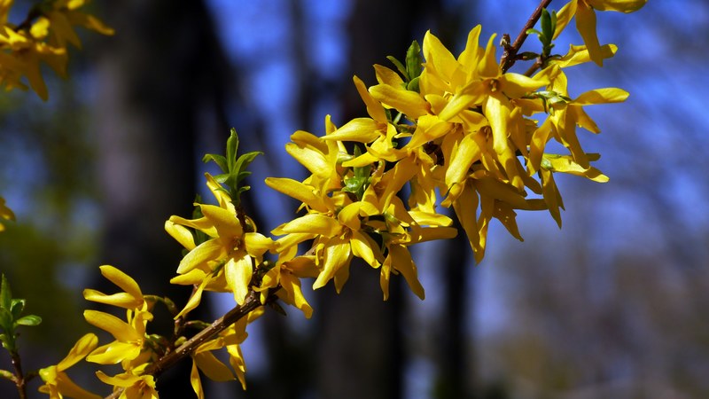 spring spring flowers sunshine 4k