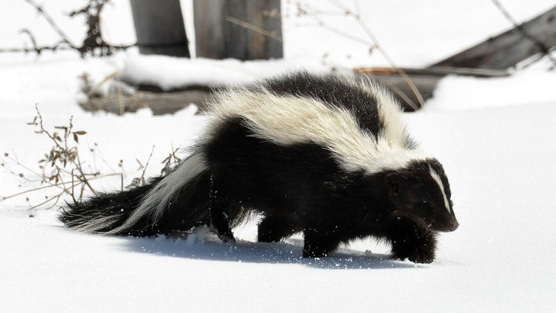 skunk, snow, trail, walk, 4k