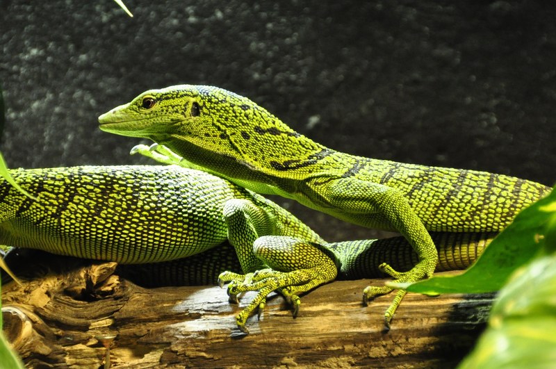 spotted baumwaran monitor tree monitor lizard 4k