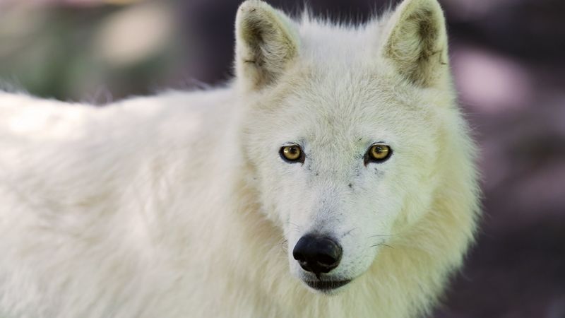 arctic wolf, dog, muzzle, 4k