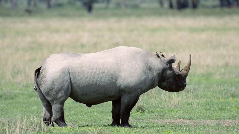 rhino, shadow, walk, beautiful, 4k