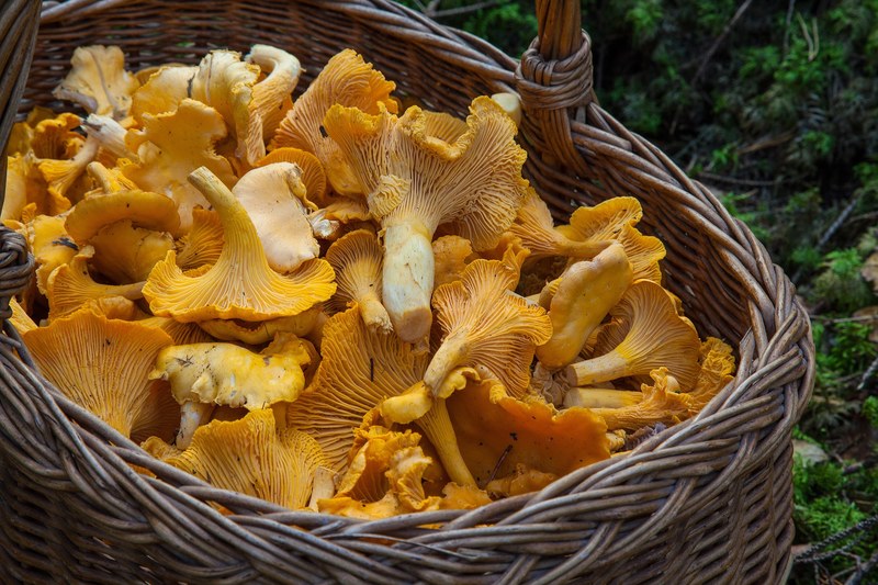 sponge basket chanterelle mushrooms mushroom picking 4k