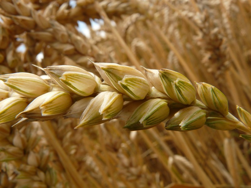 spike wheat cereals grain field wheat field 4k
