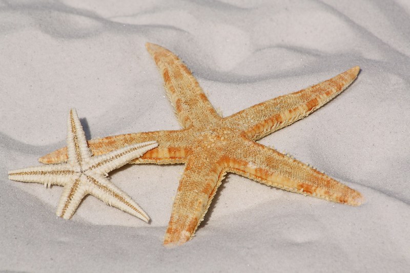 starfish sand beach sea water sun lake bodnar 4k