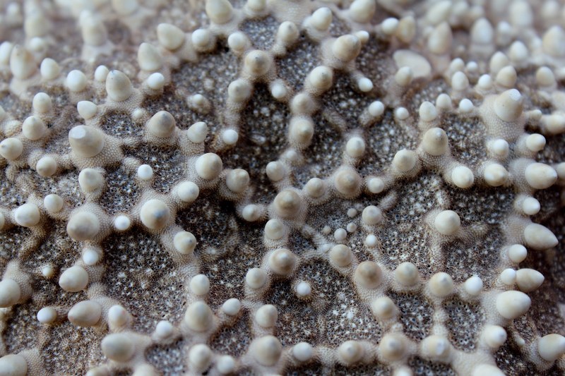 starfish macro close ocean sea water underwater 4k