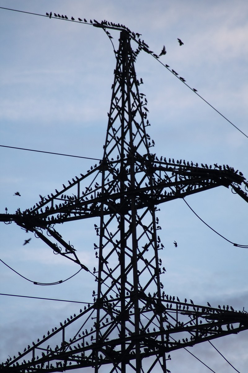 stare sturnus vulgaris star flight flock of birds 4k