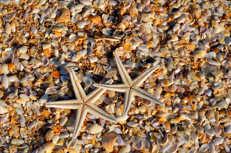 starfish sea life animal coral life marine ocean 4k