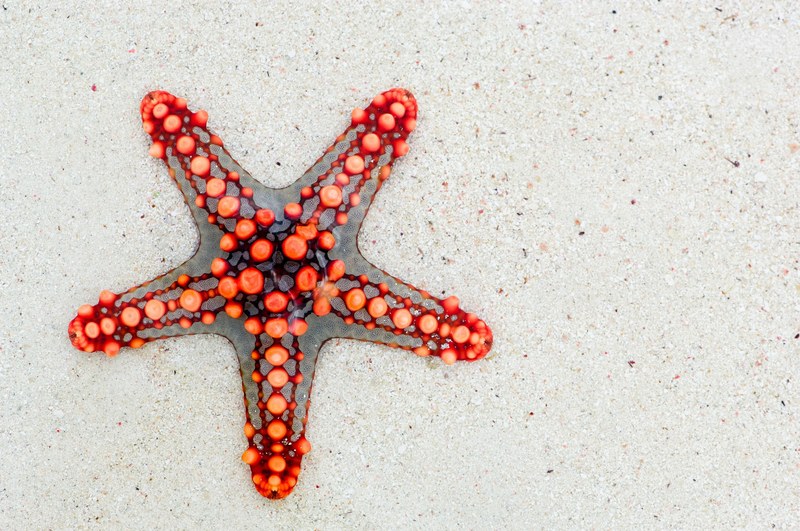 starfish sea africa kenya holiday red animal 4k