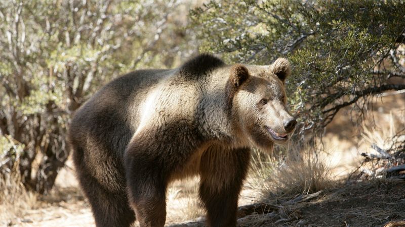 bear, grass, trees, rocks, walk, 4k