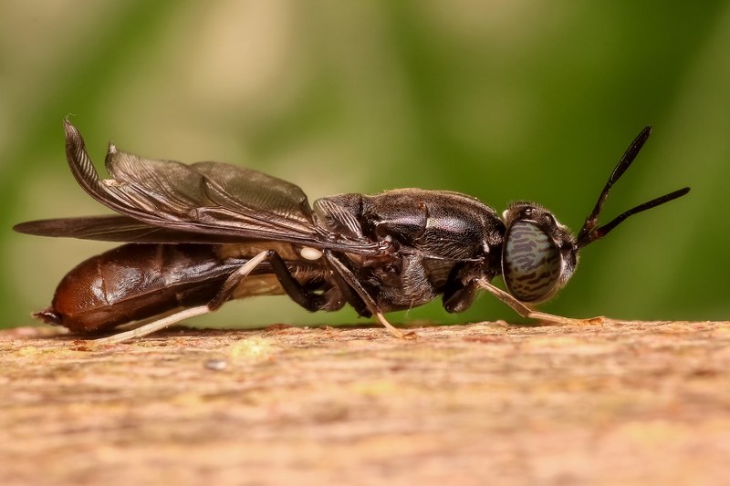 soldier fly fly insect macro animal close up 4k