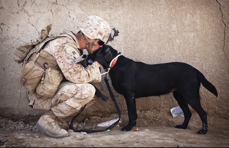 soldier dog companion service military canine 4k
