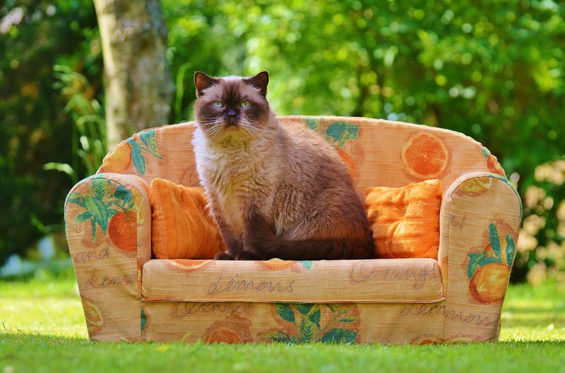 sofa couch cat british shorthair thoroughbred fur 4k