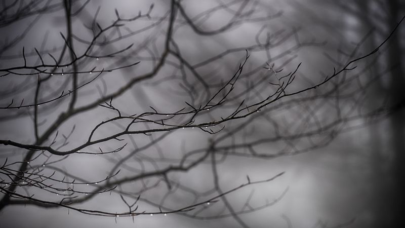 branches, drops, bw, 4k