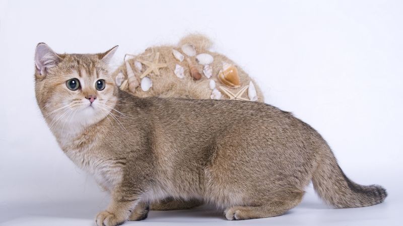 cat, fright, look, 4k