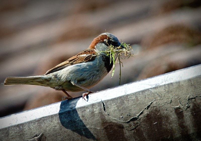 sparrow bird a lone beak nature domový 4k