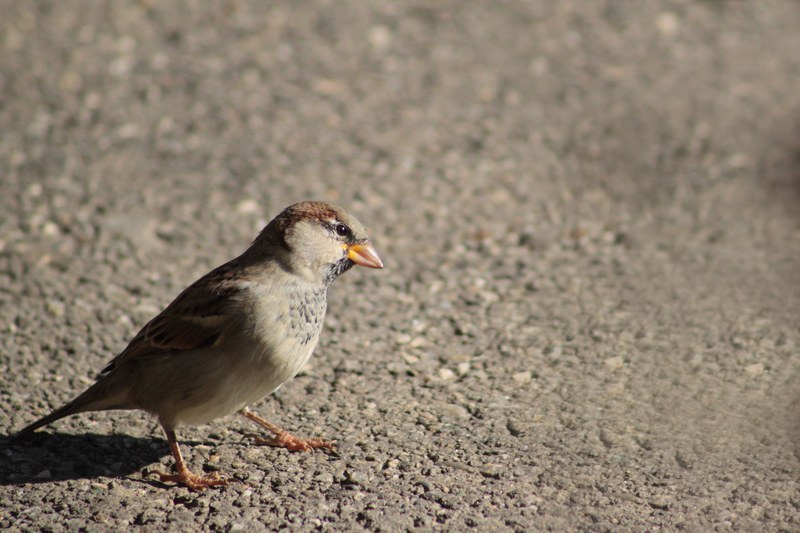 sparrow bird animal nature songbird 4k