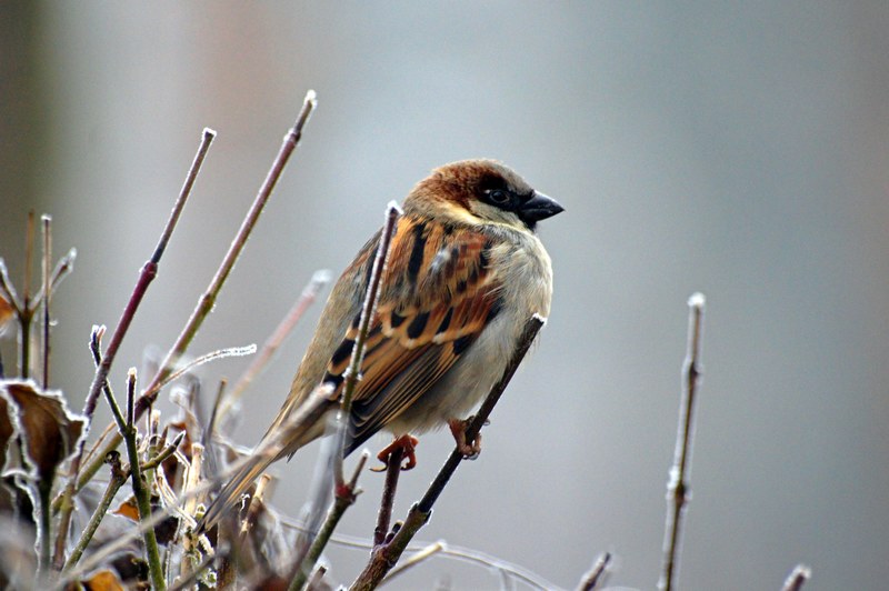 sparrow bird animal nature 4k