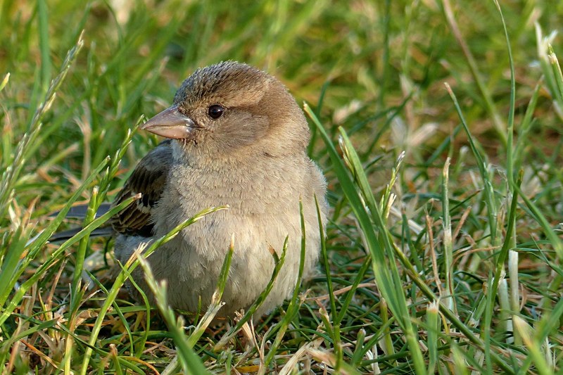sparrow passer domesticus young bird foraging 4k