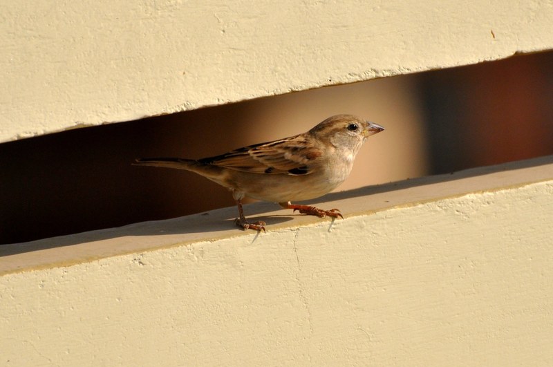 sparrow bird birds nature brown feather beautiful 4k