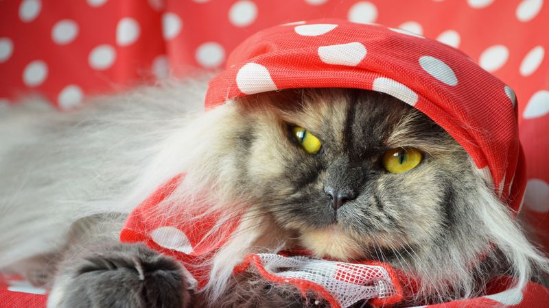 cat, eyes, look, fluffy, muzzle, 4k
