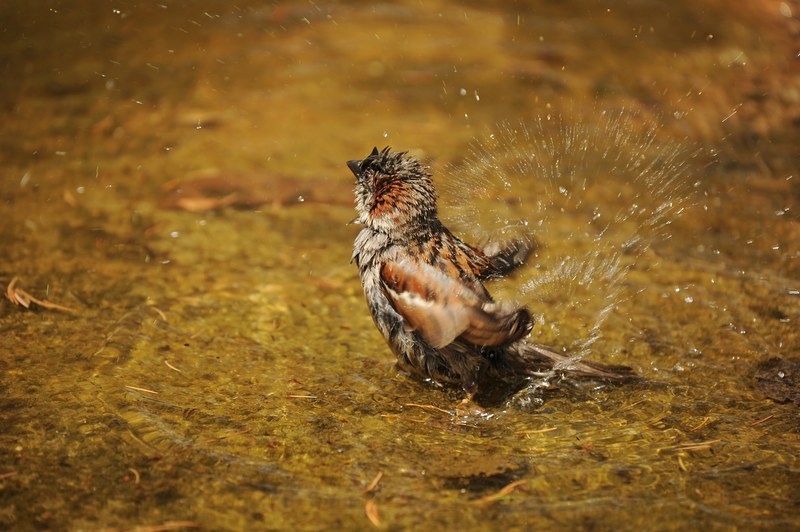 sparrow sperling wet water bathing nature 4k