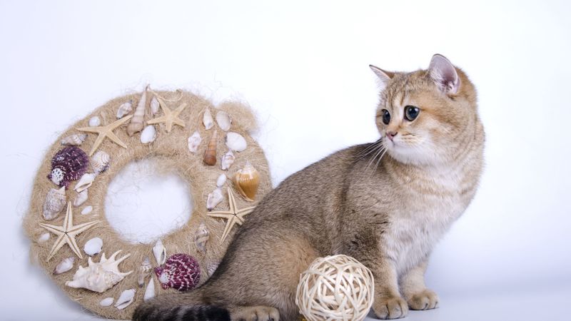 cat, garland, toys, wool, 4k