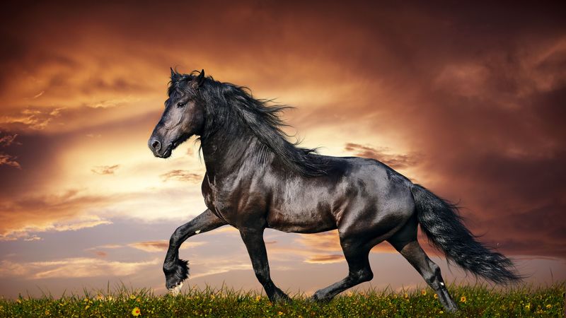 horse, running, sunset, field, grass, flowers, 4k