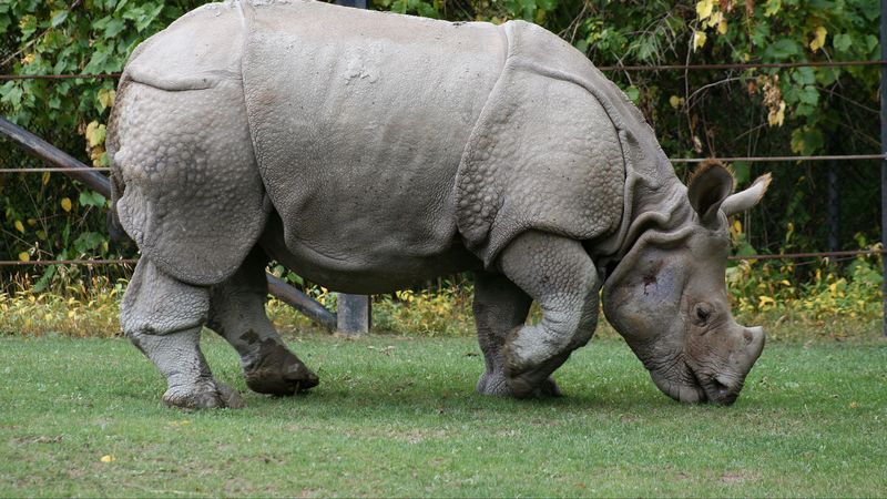 food, grass, nature reserve, rhino, 4k