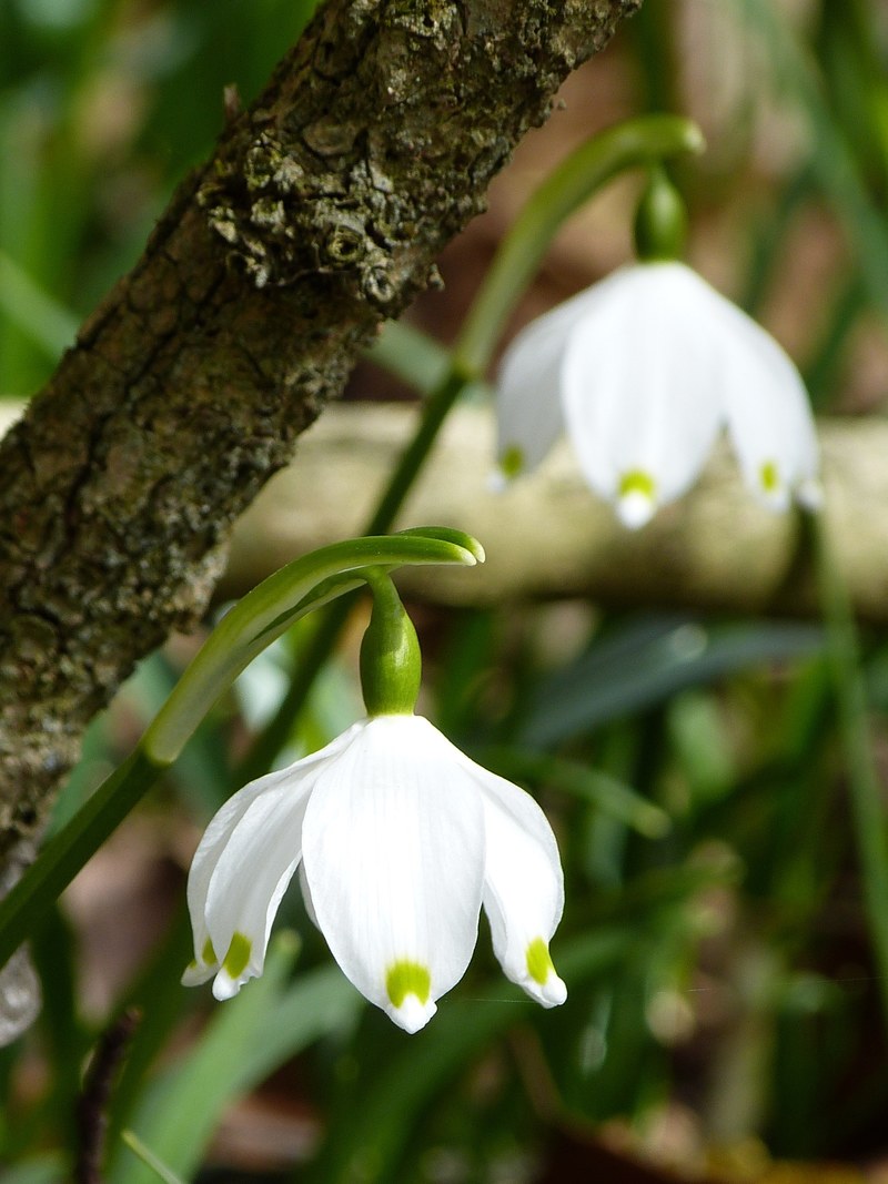 snowflake fruehlingsknotenblume spring spring flower 4k
