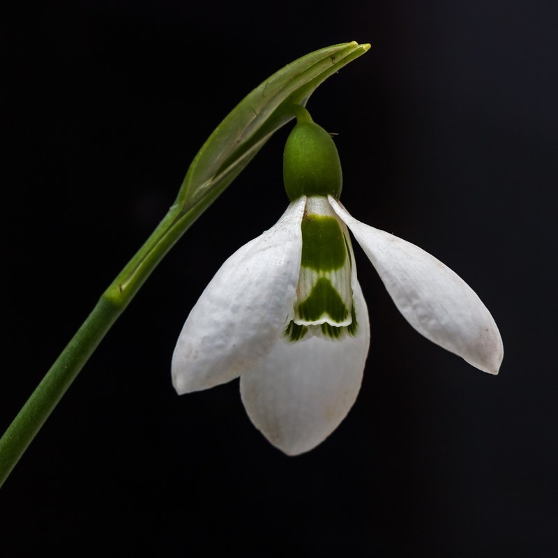 snowdrop flower nature plant macro spring 4k