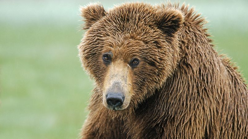 brown bear, nose, hair, wet, 4k