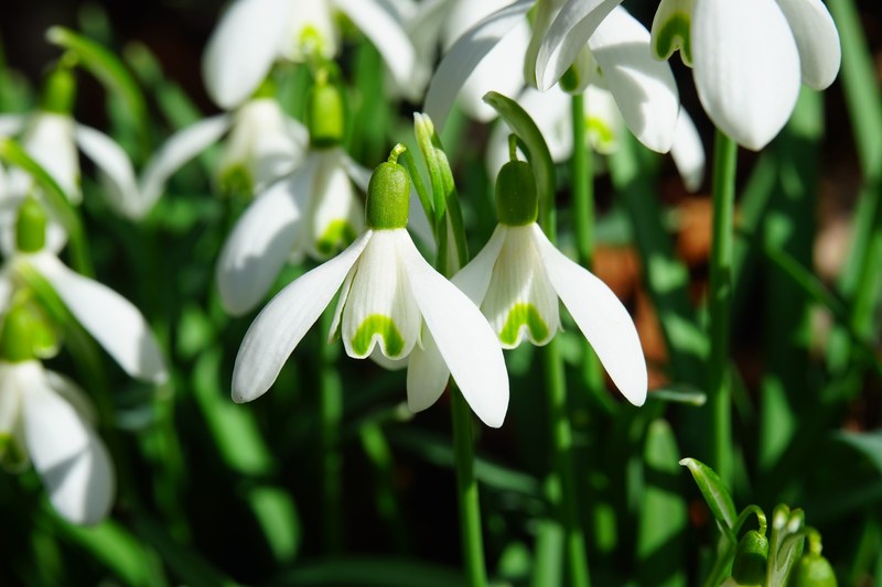snowdrop flowers spring flower plant close macro 4k