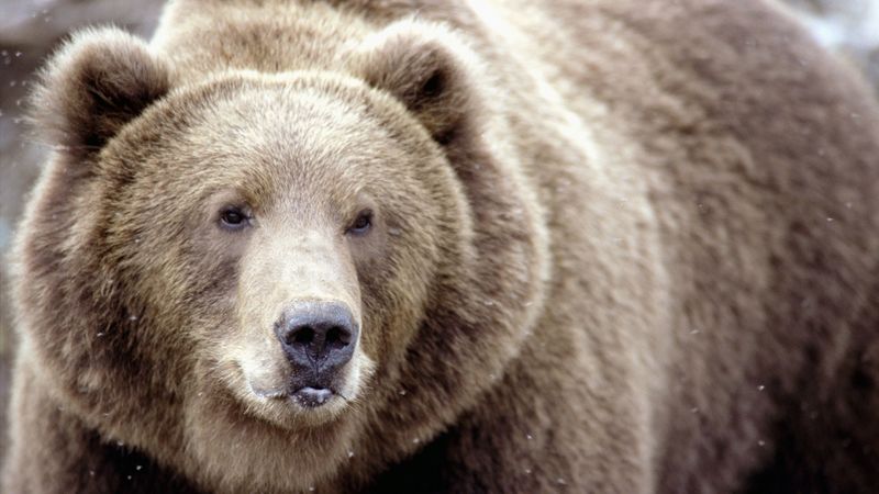brown bear, snow, face, eyes, 4k