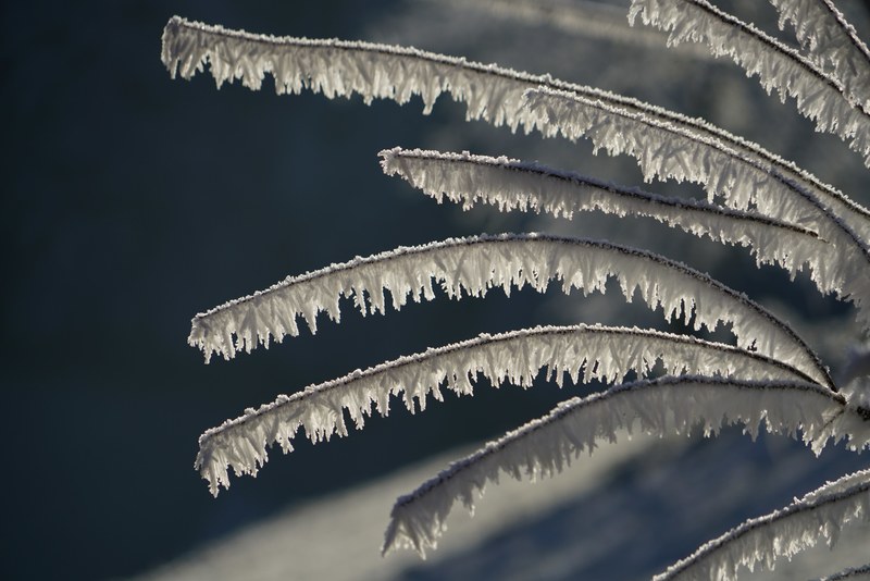snow crystals iced branches bush hoarfrost 4k